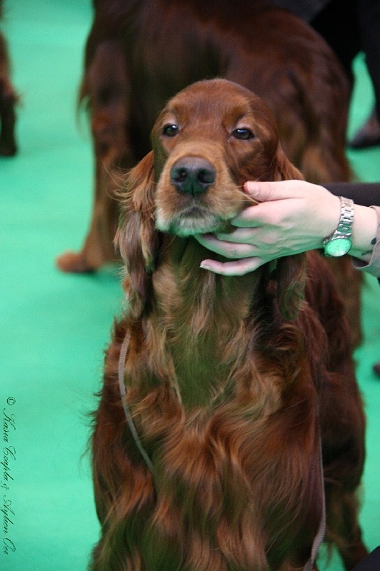 Crufts2011 566.jpg - ASCII